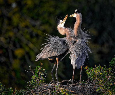 Courting Herons in Venice Florida.