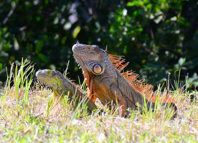 Iguanas in Homestead Florida