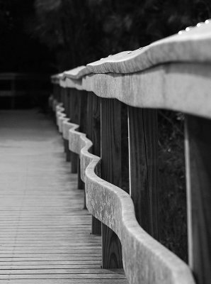 Wavy railing in the Everglades