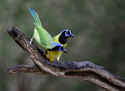 Green Jays at the Salineno Birding Area.