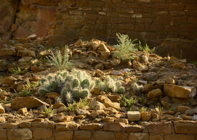 Cactus on one of the ruins