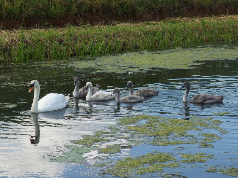 fam. Zwaan