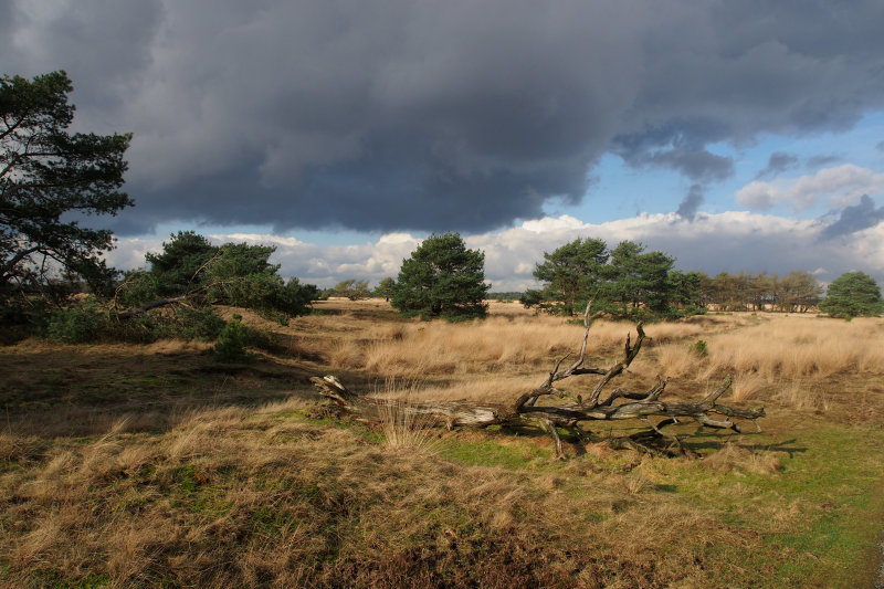veld