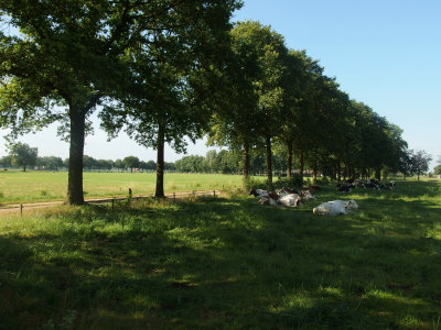 Beekvliet (2)