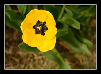 Tulip Flower