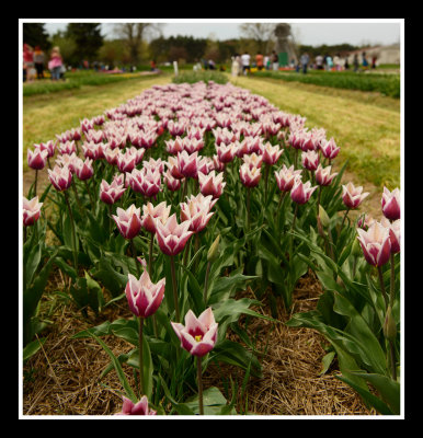 Tulip Flowers