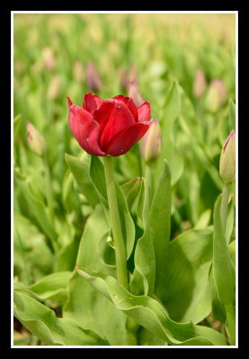 Tulip Flower