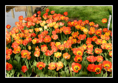 Tulip Flowers