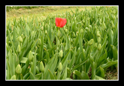 Tulip Flower