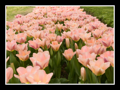 Tulip Flowers