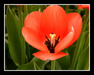 Tulip Flower