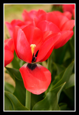 Tulip Flowers