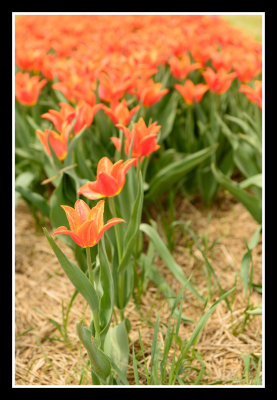 Tulip Flowers