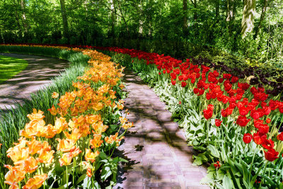 Keukenhof Tulip Gardens
