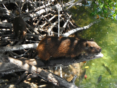 Mangrove dwellers (hutias).JPG