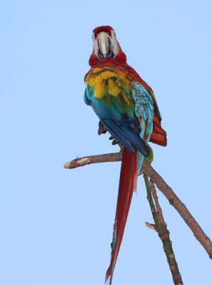 Scarlet Macaw_1.jpg