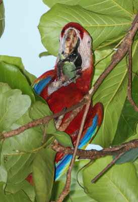 Scarlet Macaw_2.jpg