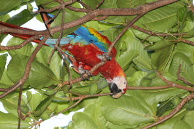 Scarlet Macaw_3.jpg
