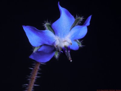 Borage_VIS_P1080967c1_c.jpg