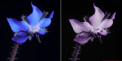 Borage VIS UV 1_c.jpg