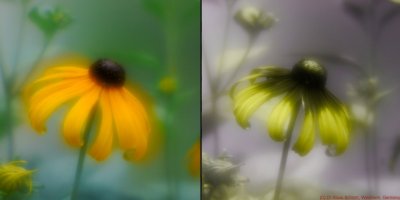 Rudbeckia VIS UV SF3_c.jpg