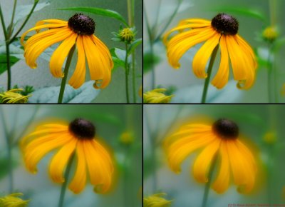 Rudbeckia SF VIS a_c.jpg