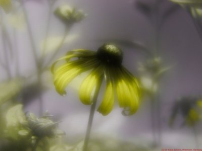 Rudbeckia UV SF3 P1100078_c.jpg