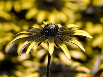 Rudbeckia_fulgida_UV_P1110457_c.jpg