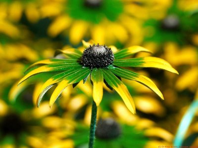 Rudbeckia_fulgida_BV6_P1110469_c.jpg