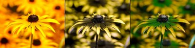 Rudbeckia_fulgida_VIS_UV_BV_c.jpg