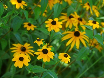 Rudbeckia_triloba_VIS_P1110380_c.jpg