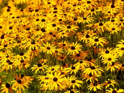 Rudbeckia_fulgida_VIS_P1110405_c.jpg