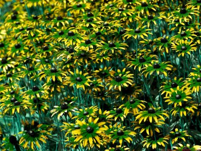 Rudbeckia_fulgida_BV_P1110400_c.jpg