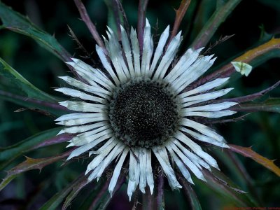 Carlina_acaulis_VIS_P1110692_c.jpg