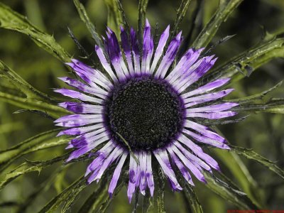 Carlina_acaulis_UV_P1110674_c.jpg