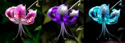 Lilium_martagon_VIS_UV_BV_c.jpg