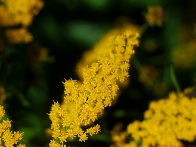 Solidago_VIS_P1120594_c.jpg