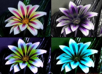 Gazania cerco VIS UV BV (2)_(c).jpg