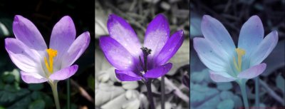 Crocus VIS-UV-IR_c.jpg