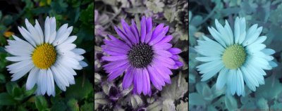 Bellis VIS-UV-IR_c.jpg