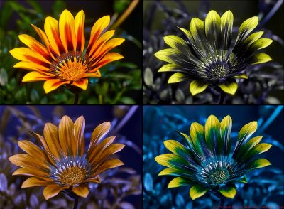 Gazania1R VIS-UV-BV_c.jpg