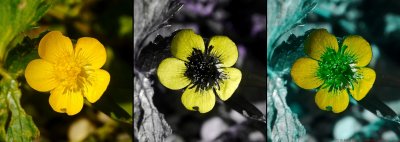 Ranunculus acris VIS-UV-BV 3b_c.jpg