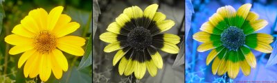 Helianthus 2015 VIS-UV-BV P1220380 1a_c.jpg