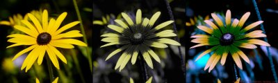 Rudbeckia fulgida 2015 VIS-UV BV P1230226 2a_c.jpg