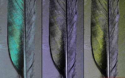 Pica Pica Feathers VIS-UV-BV P1230522 1a_c.jpg