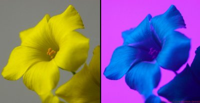 Oxalis_pes-caprae_VIS-IR_c.jpg