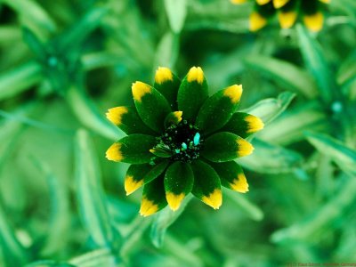 Zinnia 2016 BV P1250894_c.jpg