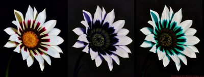 Gazania rigens white 2016 VIS-UV-BV P7300327a_c.jpg