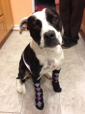 Sox
