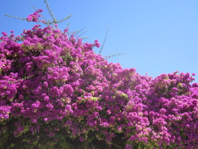 Bougainvillea in Alfama